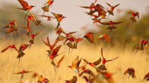 Business Prime News-5-thousand-crores-birds-in-the-world
