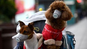 Business Prime News-Dog-spreads-new-covid-strein