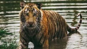 Business Prime News-Royal-Bengal-tiger-comes-out-from-jungle-in-fear