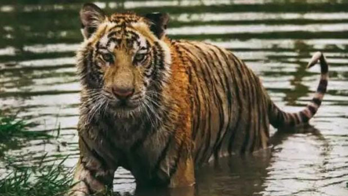 Business Prime News-Royal-Bengal-tiger-comes-out-from-jungle-in-fear