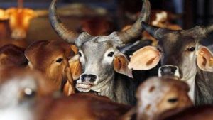 Business Prime News-BJP-will-introduce-new-cow-reservation-Act