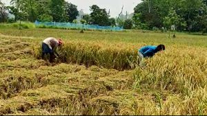 Business Prime News-Farmers-cropping-paddy-in-advance-of-yash