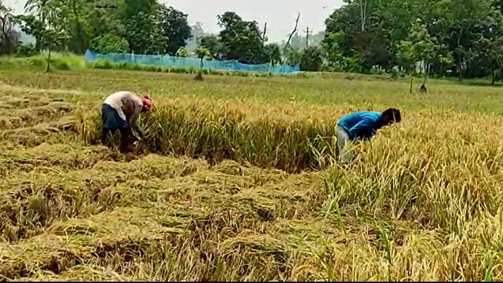 Business Prime News-Farmers-cropping-paddy-in-advance-of-yash