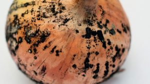 Business Prime News-onion-Black-Fungus