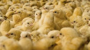 Business Prime News--chick