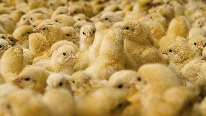 Business Prime News--chick