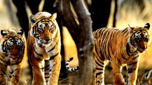 Business Prime News-ASSAM_TIGER_WEST BENGAL