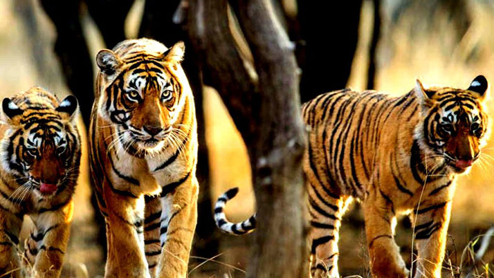 Business Prime News-ASSAM_TIGER_WEST BENGAL