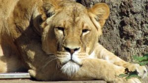 Business Prime News--Corona-killed-lioness-Neela-from-Chennai