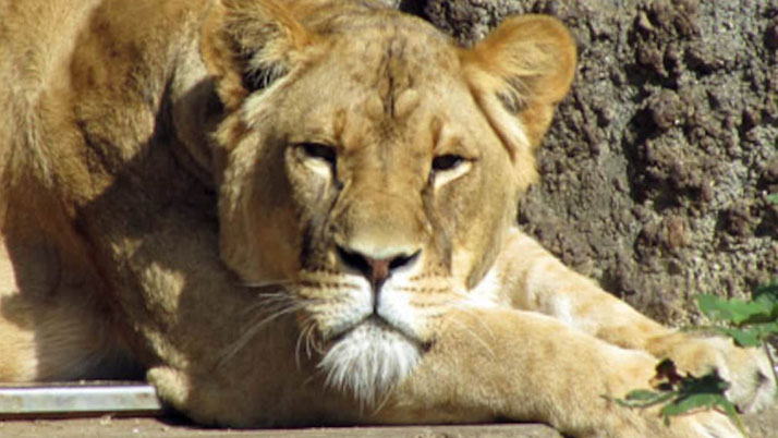 Business Prime News--Corona-killed-lioness-Neela-from-Chennai