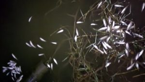Business Prime News- Poison in fisheries ruined farmers