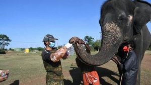 Business Prime News-28-elephants-are-covid-affected (1
