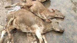 Business Prime News-HEAVY_RAIN_COW_DIED
