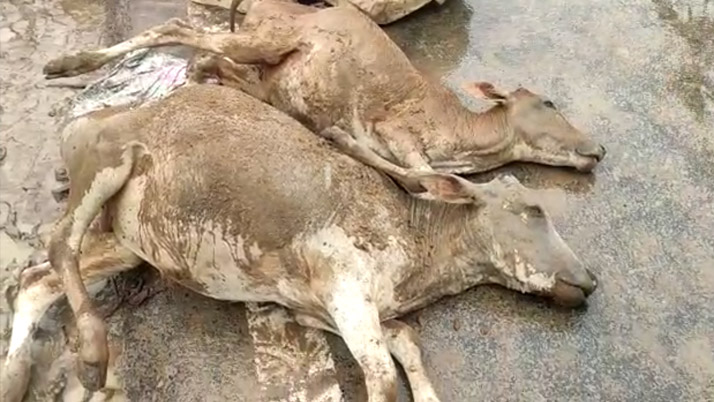 Business Prime News-HEAVY_RAIN_COW_DIED