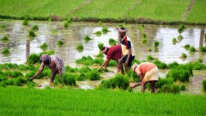 Business Prime News-double the allowance for the farmer-friendly project