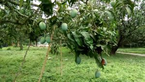 Business Prime News-MANGO_GARDENS_VANISHING_PROMOTERS