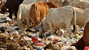 Business Prime News-PLASTIC_DESTROY_COW_STOMACH