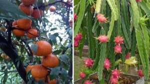 Business Prime News-MALTA _FARMING