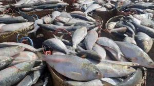 Business Prime News-Hilsa_High Price