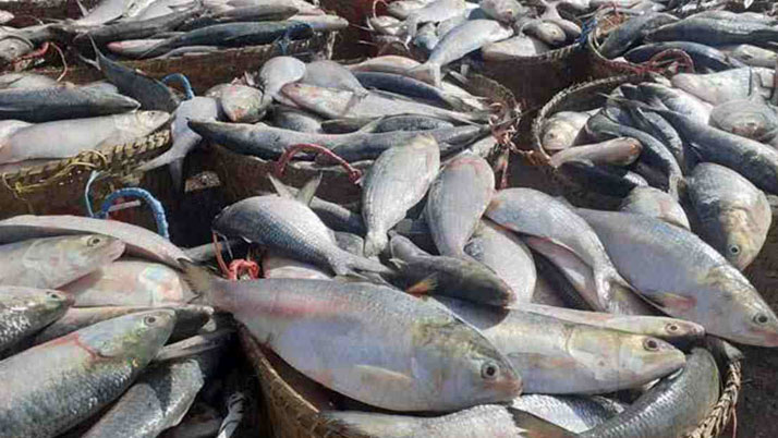 Business Prime News-Hilsa_High Price