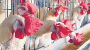 Business Prime News-CHICKEN_EGG_MIDDLE_CLASS_PRICE_HIKE_