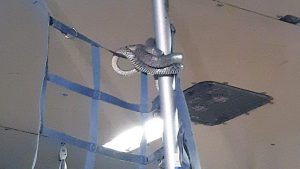 Business Prime News-Snake_in_cargo_plane