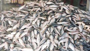 Business Prime News-Fishing_Hilsa