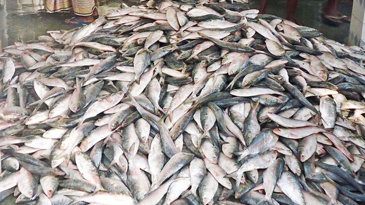 Business Prime News-Fishing_Hilsa