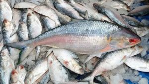 Business Prime News-Hilsa_