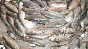 Business Prime News-Hilsa_Fishery Department