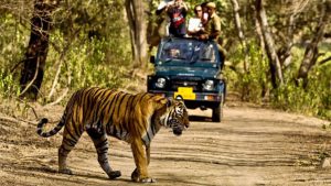 Business Prime News-TOURISTS_RAJAJI_NATIONAL_PARK_TOURISM