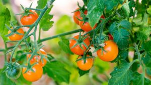 Business Prime News-Tomato farming _Bangladesh
