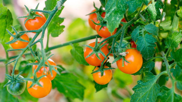 Business Prime News-Tomato farming _Bangladesh