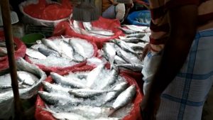 Business Prime News-Bangladesh_India_Hilsa export