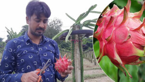 business Prime News-Dragon_Fruit_Farming_East_Burdwan