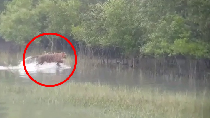 business Prime News-SUNDARBAN_ROYAL_BENGAL_TIGER