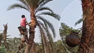 business Prime News-DATE-PALM_PROFITABLE_ABDUL_HI_BANKURA_