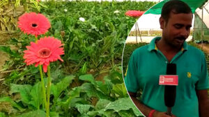 business Prime News-GERBERA_FLOWER_POLYHOUSE_FARMING_NADIA_