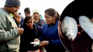 business Prime News_Ilish_Digha_