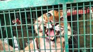 business_prime_news_Tiger_Fear_Sundarban_Gosaba_