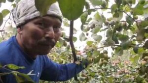 business_prime_news_APPLE_JUJUBE_FRUIT_FARMING