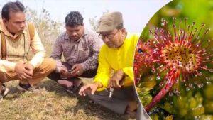 business_prime_news_Sundews_Plant_Durgapur