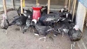 business_prime_news_Mixed_Farm_Haringhata