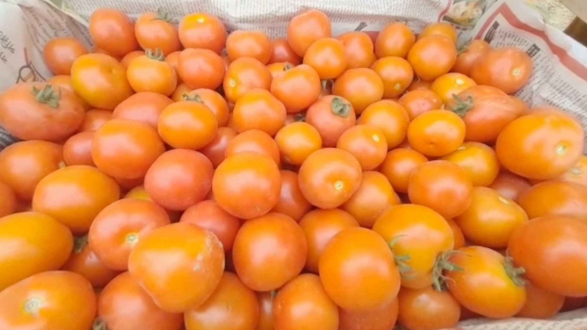 Business_prime_news_Profitable-Tomato-farming