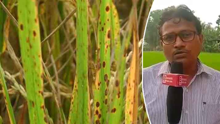 Business_prime_news_Paddy_Farming_Jhalsa_Disease