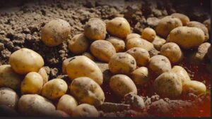 Business_prime_news_Potato-price-keeps-people-in-tension