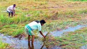 Under water paddy fields| farmers became victim