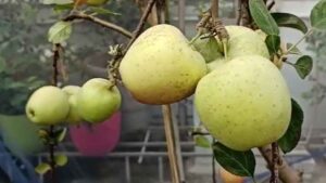 bengali business news